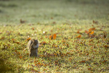 Squirrel