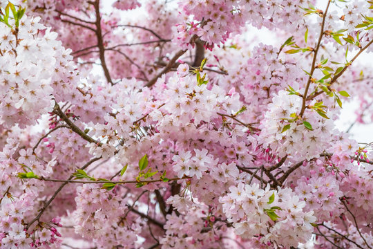 Beautiful full bloom cherry Blossom in the early spring season. Pink Sakura Japanese flower. Japanese Garden. A depth of field with bokeh photo style.