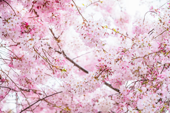 Beautiful full bloom cherry Blossom in the early spring season. Pink Sakura Japanese flower. Japanese Garden. A depth of field with bokeh photo style.