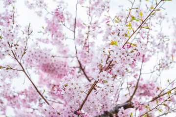 Beautiful full bloom cherry Blossom in the early spring season. Pink Sakura Japanese flower. Japanese Garden. A depth of field with bokeh photo style.
