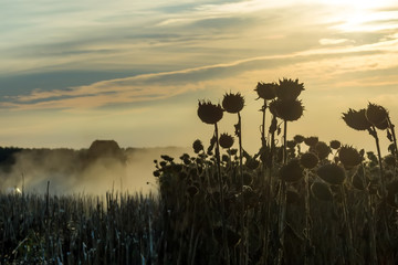 Fototapeta na wymiar modern combine harvester ripe sunflower at sunset