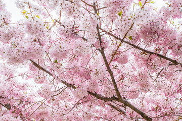 Beautiful full bloom cherry Blossom in the early spring season. Pink Sakura Japanese flower. Japanese Garden. A depth of field with bokeh photo style.