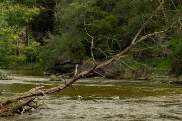 Dead Tree over River