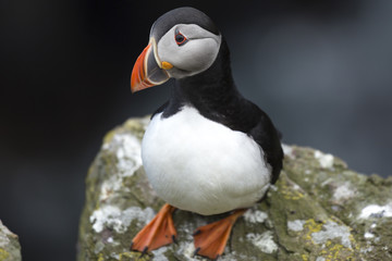 Naklejka premium Puffin 6