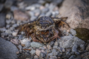 Frog Sex