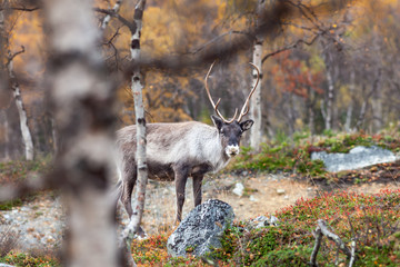 Reindeer in the forest, Lapland, Finland