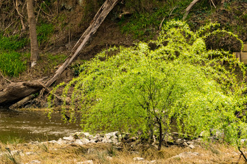 Spring Growth on Riverbank