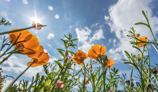 herbstblumen