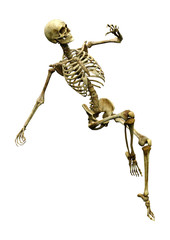 3D Rendering Human Skeleton on White