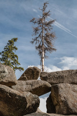 auf dem Felsen gewachsen