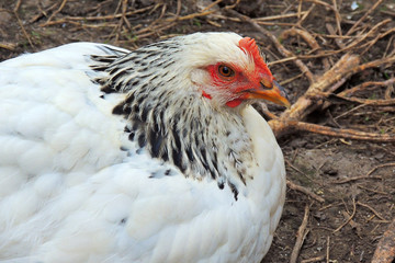 White chicken. village