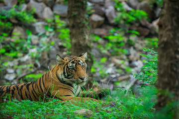 Fototapeta na wymiar A tiger resting in monsoon rains and lush green park at ranthambore national park