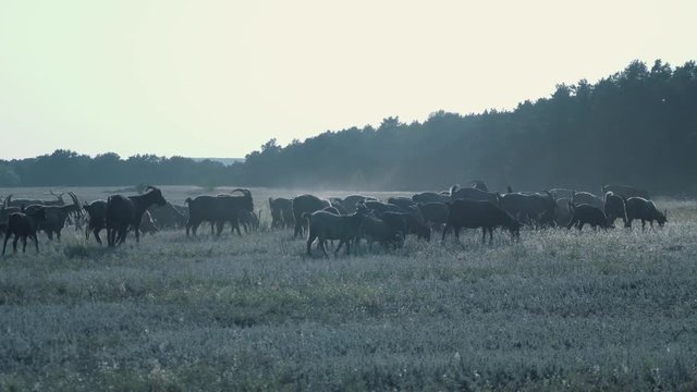 Herd of goats in the field at sunset