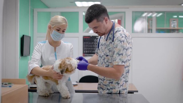 veterinarian and assistant in vet clinic at work.
