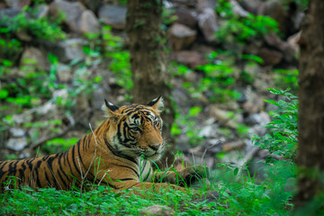 A tiger resting in monsoon rains and lush green park at ranthambore national park