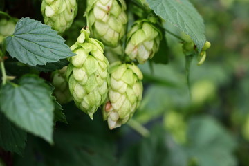 Nahaufnahme von wildem Hopfen