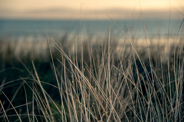close up of grass with dew and sea in background