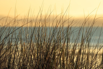 Fototapeta na wymiar dune grass with sea in the background