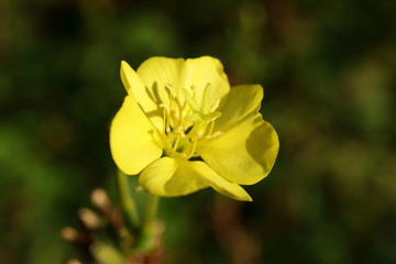 Gelbe Blüte einer Wildpflanze im Wald
