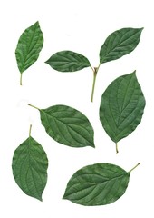 Naklejka premium green leaves of Cornus sanguinea tree close up isolated