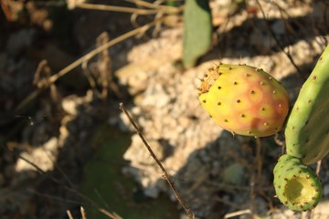 Tunas sobre las rocas del mar Adriatico 