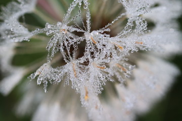 Drops of morning dew on a white fluff of dandelion medicinal (common dandelion, Taráxacum officinále). Close-up. Macro. Soft focus effect. © Iryna