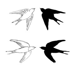 set of the swallow icons. Design elements for poster, t-shirt. Vector illustration.