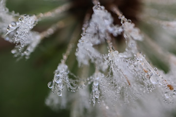 Drops of morning dew on a white fluff of dandelion medicinal (common dandelion, Tar&aacute;xacum officin&aacute;le). Close-up. Macro. Soft focus effect.