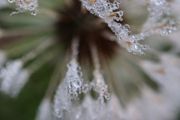 Drops of morning dew on a white fluff of dandelion medicinal (common dandelion, Taráxacum officinále). Close-up. Macro. Soft focus effect. © Iryna