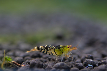 Freshwater aquarium shrimp