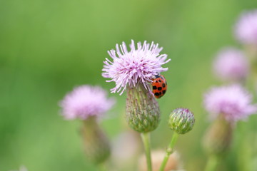 Marienkäfer auf einer Distelblüte