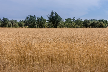 Cereal fields in Salamanca, Spain