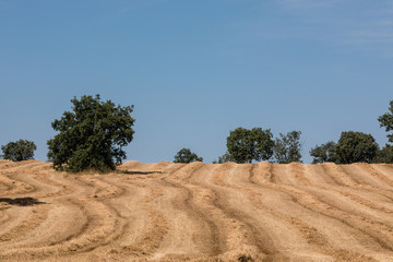Fototapeta na wymiar Cereal fields in Salamanca, Spain