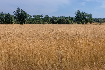 Cereal fields in Salamanca, Spain