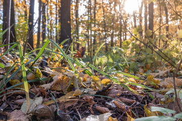 yellow autumn leaves pattern texture