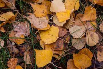 yellow autumn leaves pattern texture