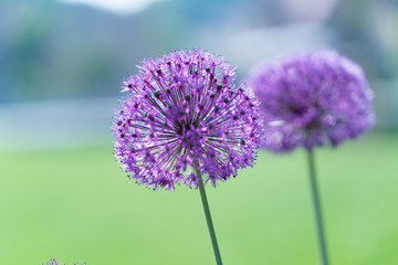 Decorative purple bow.