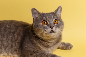 Portrait of cute cat scottish straight in studio with yellow background. Close up