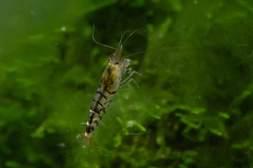 Freshwater aquarium shrimp
