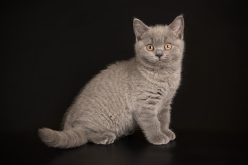 British shorthair cat on colored backgrounds