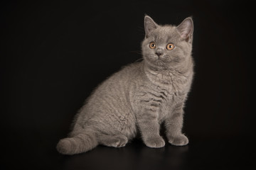 Obraz premium British shorthair cat on colored backgrounds