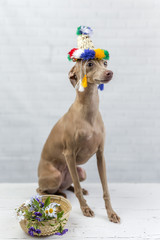 Portrait of little italian greyhound dog.Costume. Hat