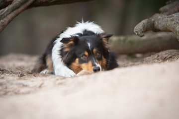 Australian Shepherd dog in nature in front of a tree