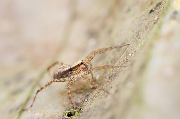 spider in nature