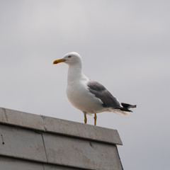 Gull on a building