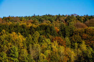 autum forest in northern germany