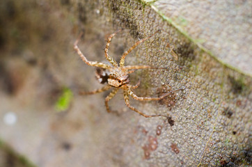 spider in nature