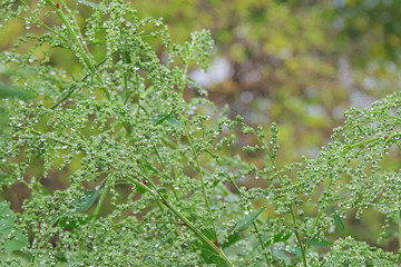 drops of rain on the grass