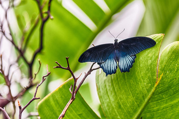 Papilio memnon,  tropical butterfly, standing on a leaf