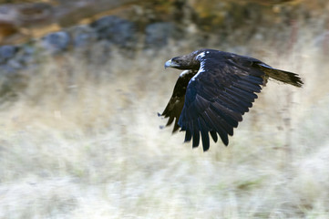 Adul male of Spanish Imperial Eagle flying. Aquila adalberti